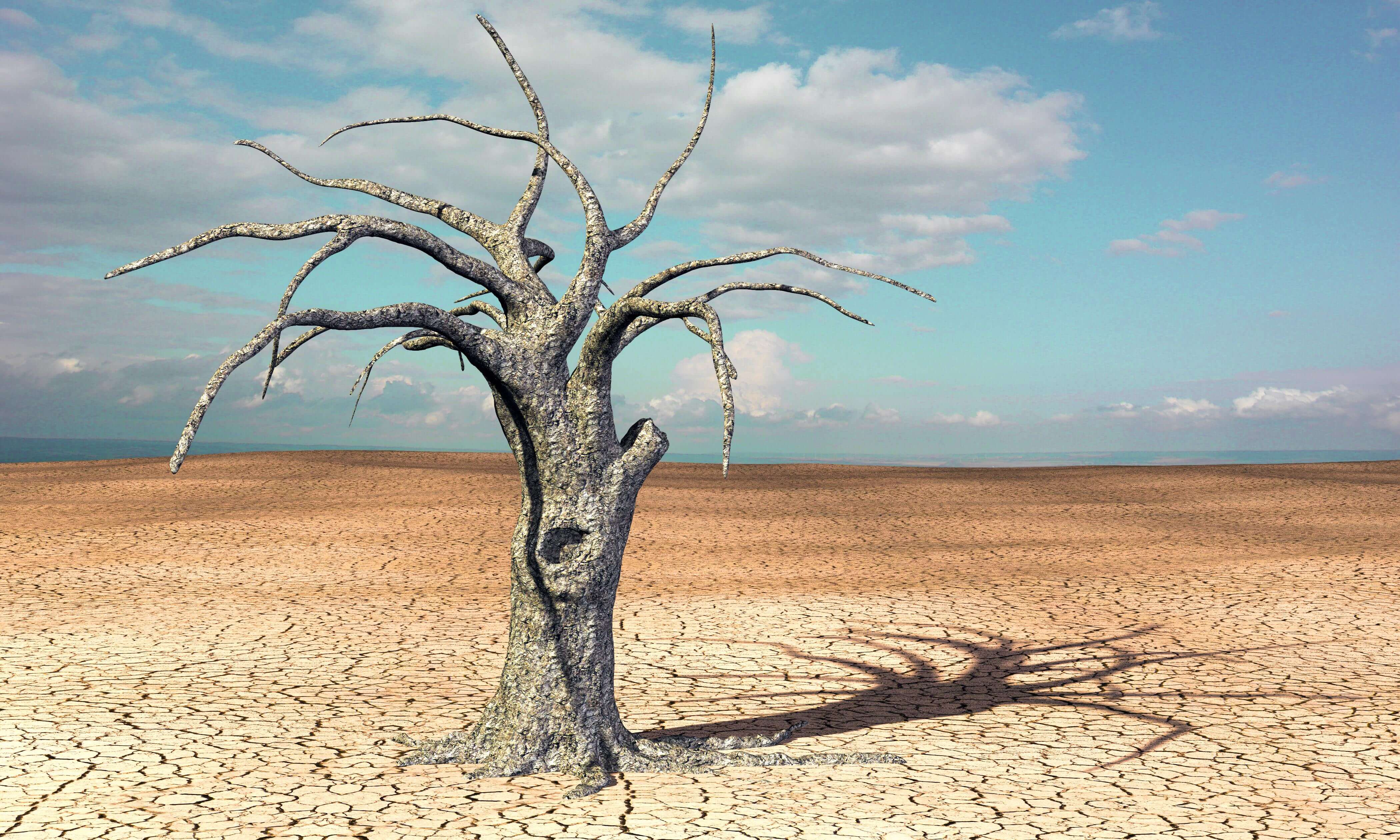 Withered tree on withered ground in the desert