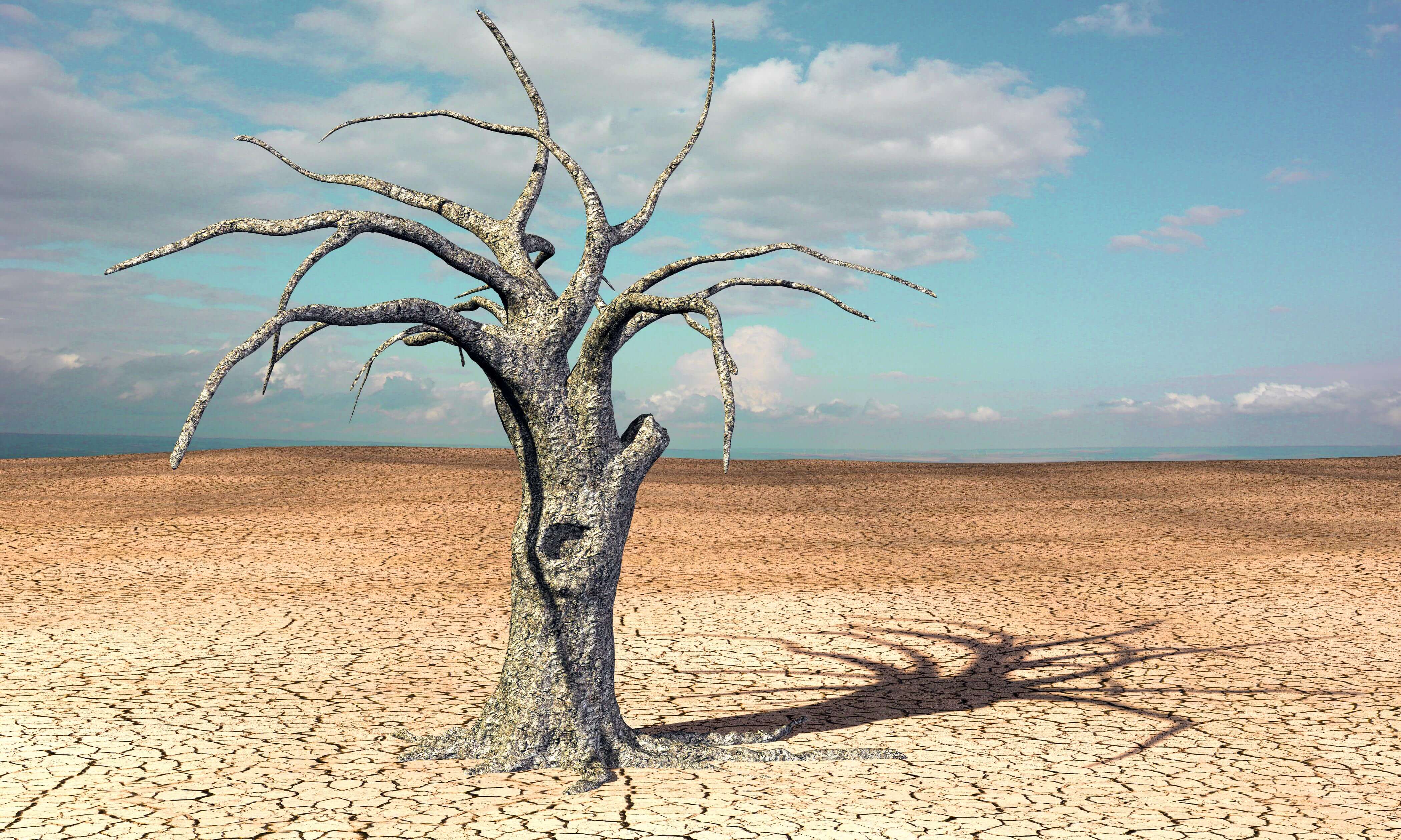 Withered tree on withered ground in the desert