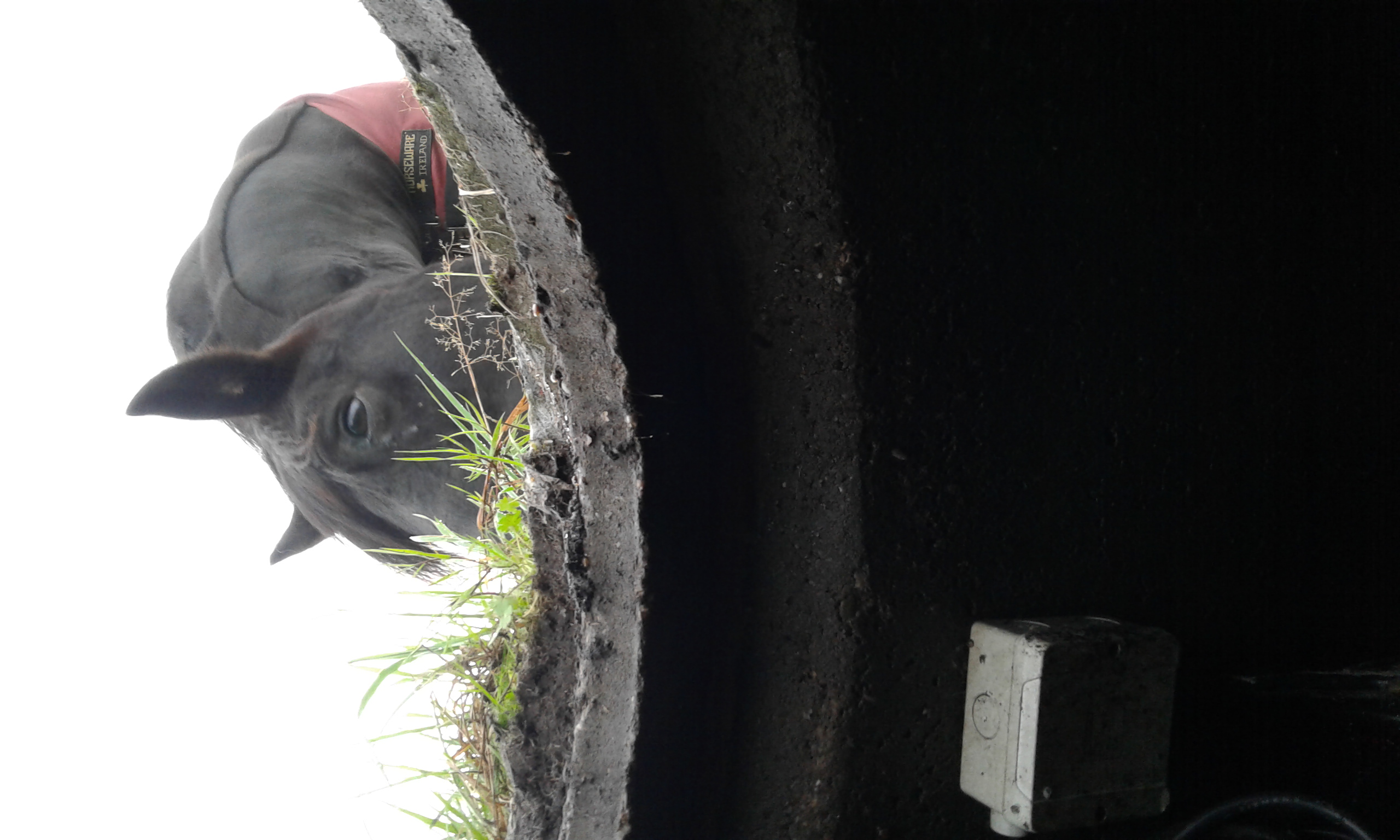 Horse looks into pit