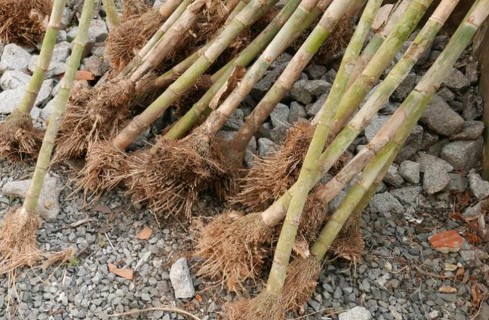 Junge Bambuspflanzen des Projektes