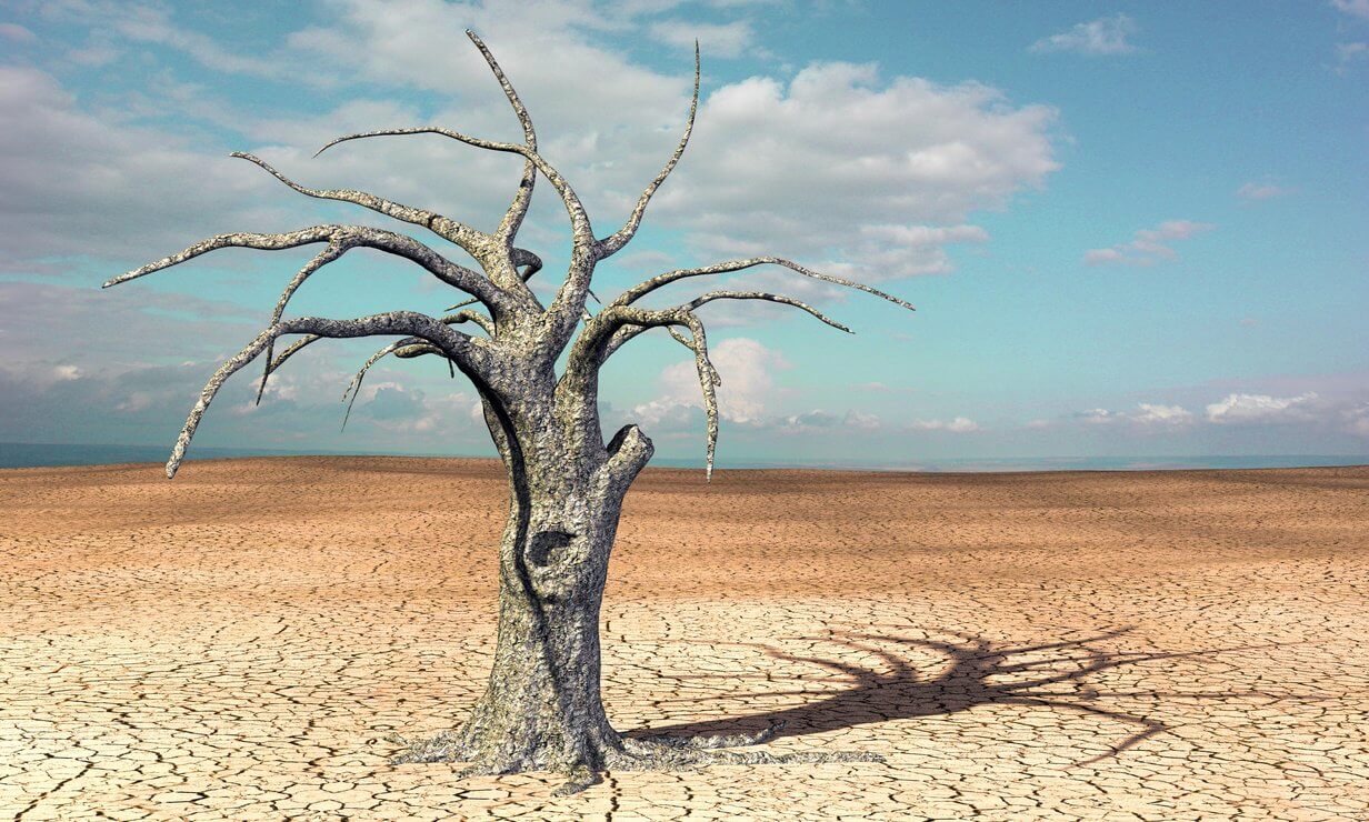 Árbol marchito sobre tierra marchita en el desierto