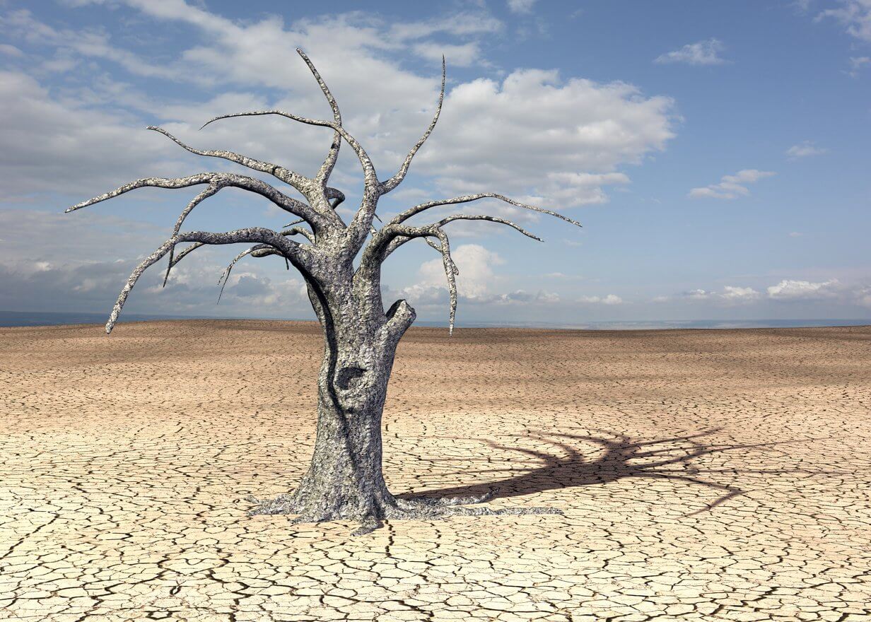 Árbol muerto en el desierto