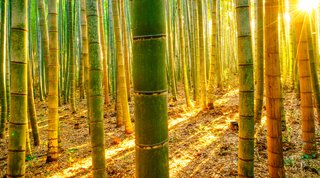 Bosque de bambú con sol
