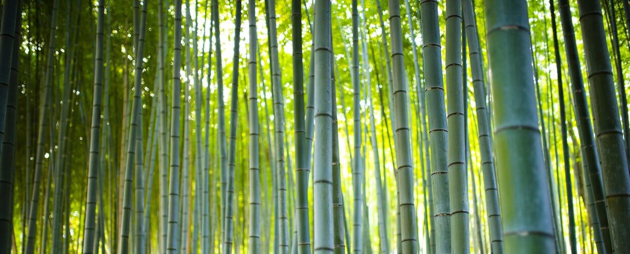 Bamboo forest