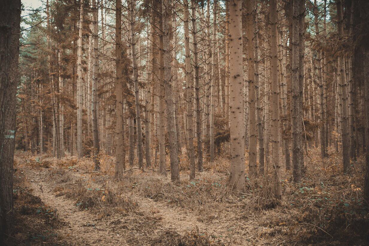 Arbres morts asséchés dans la forêt