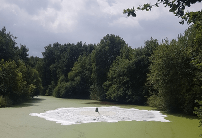 Aération de surface dans un étang