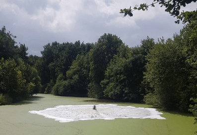 Surface aeration in a pond